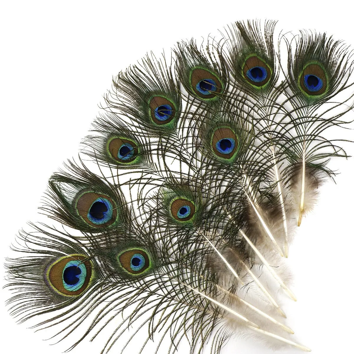 25 PCS Peacock Eye Feather Craft  4-10" - Natural