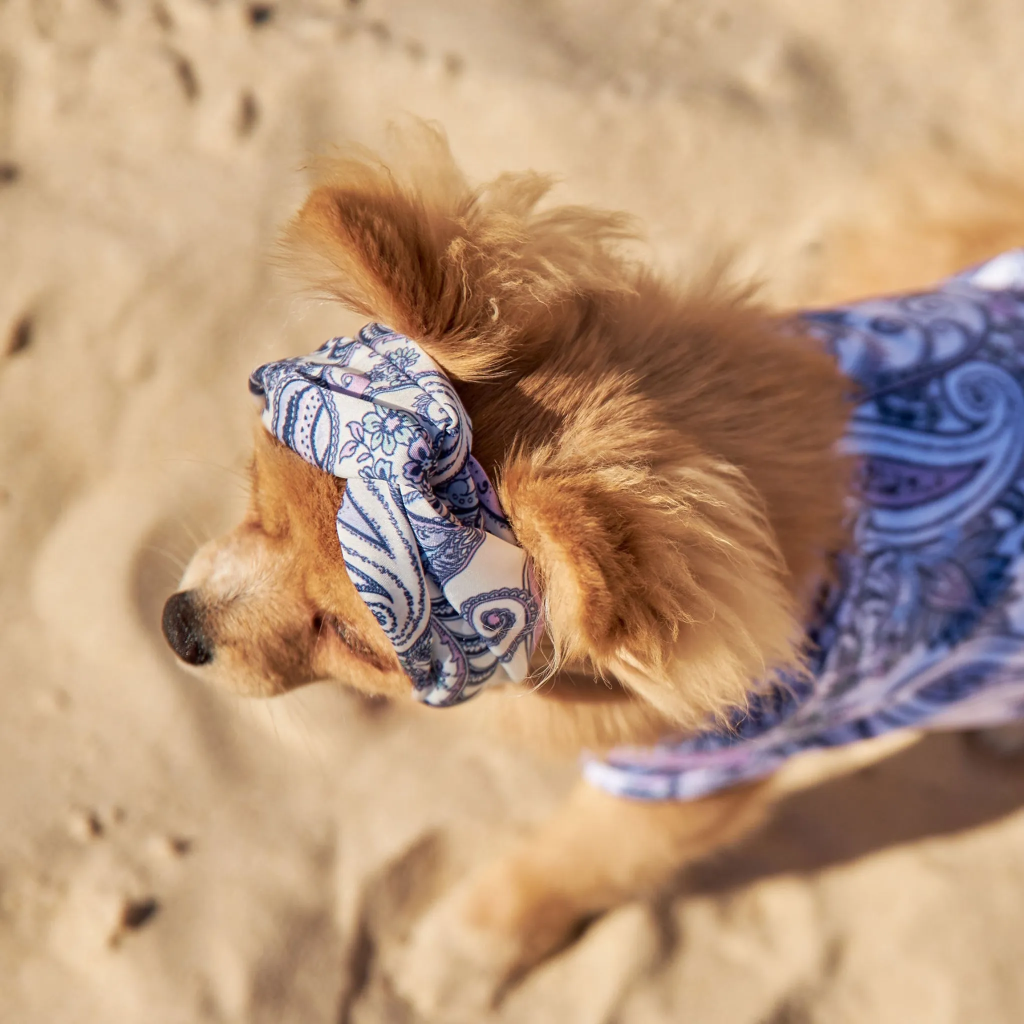 Paisley Dog Twist Headband